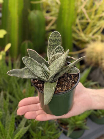 Lg. Dark Form Nigricans Gasteria Plant (aloe-like) - Image 4