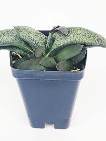 Alternative view of Vibrant Nitida Modesta Gasteria Plant (aloe-like)