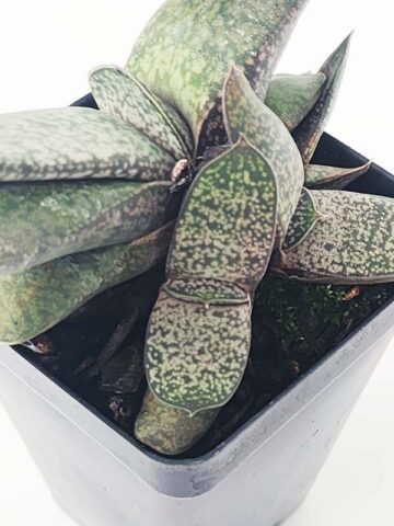 Popular Vlockii Gasteria Plant (aloe-like) - Image 4