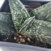Fast Clustering Vlockii Rosette Gasteria Plant (aloe-like)