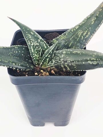 Alternative view of Fast Clustering Vlockii Rosette Gasteria Plant (aloe-like)