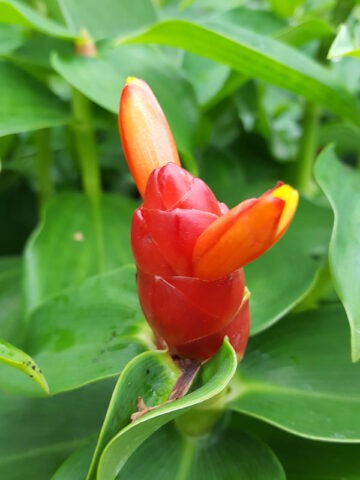 Alternative view of Lg. Hawiian Lolipop Ginger Plant (costus sp)