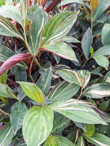 Alternative view of Lg. Hilo Rainbow Ginger Plant (costus sp)