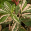 Lg. Hilo Rainbow Ginger Plant (costus sp)