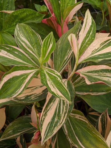 Lg. Hilo Rainbow Ginger Plant (costus sp)