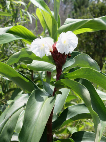 XL Speciosus Crepe Ginger Plant (costus sp) - Image 5