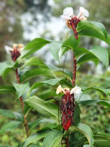 XL Speciosus Crepe Ginger Plant (costus sp) - Image 4