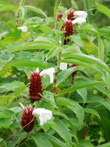 XL Speciosus Crepe Ginger Plant (costus sp) - Image 3