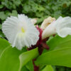 XL Speciosus Crepe Ginger Plant (costus sp)