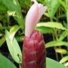 Lg. Spraylus Purple Ginger Plant (costus sp)