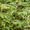 Lg. Specious Variegated Ginger Plant (costus sp)