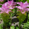 Lg. Elata Hidden-lily Ginger Plant (curcuma sp)