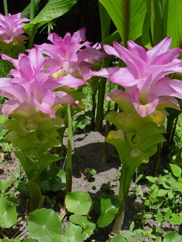 Lg. Elata Hidden-lily Ginger Plant (curcuma sp)