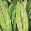 Lg. Gold Dust Hidden-lily Ginger Plant (curcuma sp)