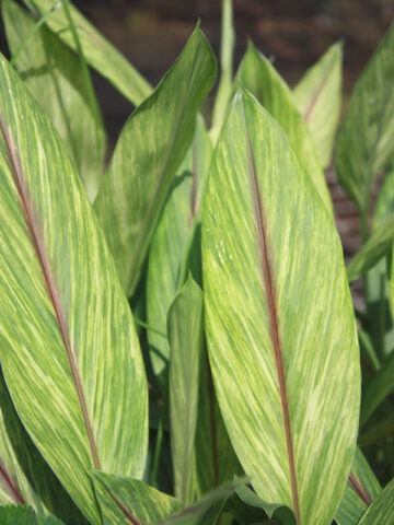 Lg. Gold Dust Hidden-lily Ginger Plant (curcuma sp)