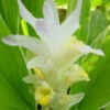 Lg. Petiolata Emperor Hidden-lily Ginger Plant (curcuma sp)
