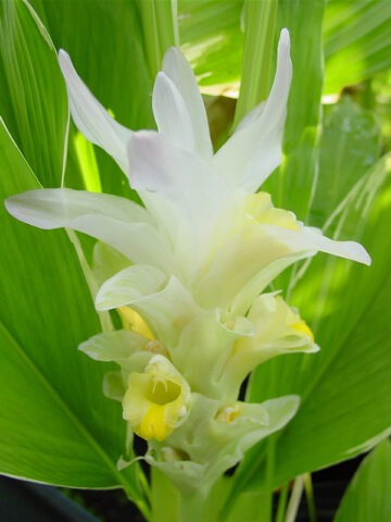 Lg. Petiolata Emperor Hidden-lily Ginger Plant (curcuma sp)
