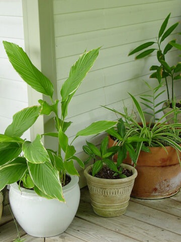 Alternative view of Lg. Petiolata Emperor Hidden-lily Ginger Plant (curcuma sp)