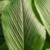 Lg. Rubescens Hidden-lily Ginger Plant (curcuma sp)