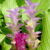 Lg. Yunnanchibe Hidden-lily Ginger Plant (curcuma sp)