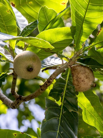 Lg. Marmalade-box Guianas Blue Dye Tree (genipa americana)