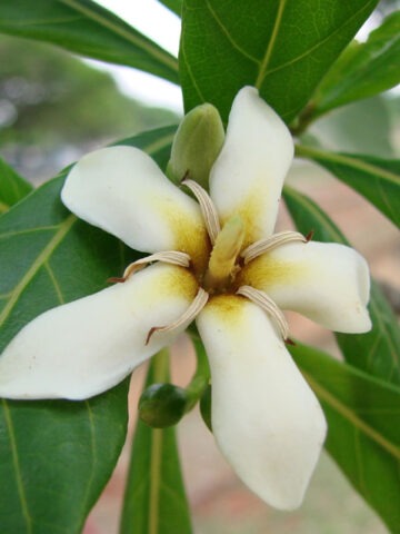 Lg. Marmalade-box Guianas Blue Dye Tree (genipa americana) - Image 3