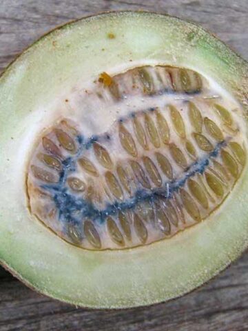 Lg. Marmalade-box Guianas Blue Dye Tree (genipa americana) - Image 7