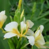 Lg. Banana Pie Butterfly Ginger Plant (hedychium sp)