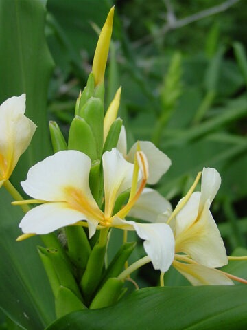 Lg. Banana Pie Butterfly Ginger Plant (hedychium sp)