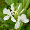 Lg. Purest White Butterfly Ginger Plant (hedychium coronarium)