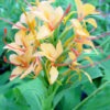 Lg. Double Eagle Butterfly Ginger Plant (hedychium sp)