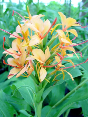Lg. Double Eagle Butterfly Ginger Plant (hedychium sp)