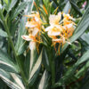 Lg. Creamsicle Butterfly Ginger Plant (hedychium sp)