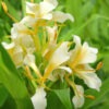 Lg. Daniel Weeks Butterfly Ginger Plant (hedychium sp)