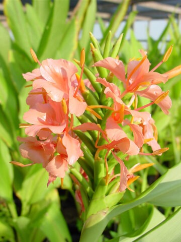 Lg. Elizabeth Pink Butterfly Ginger Plant (hedychium sp)