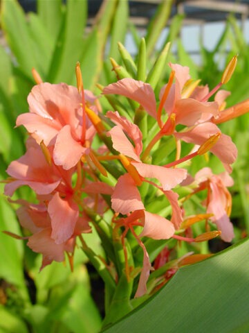 Lg. Elizabeth Pink Butterfly Ginger Plant (hedychium sp) - Image 3