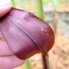 Lg. King Kong Butterfly Ginger Plant (hedychium sp)