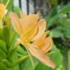 Lg. Orange Crush Butterfly Ginger Plant (hedychium sp)