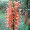 Lg. Raffle Butterfly Ginger Plant (hedychium sp)