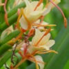 Lg. Stepladder Butterfly Ginger Plant (hedychium sp)