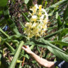 Lg. Limon Gigante Butterfly Ginger Plant (hedychium sp)