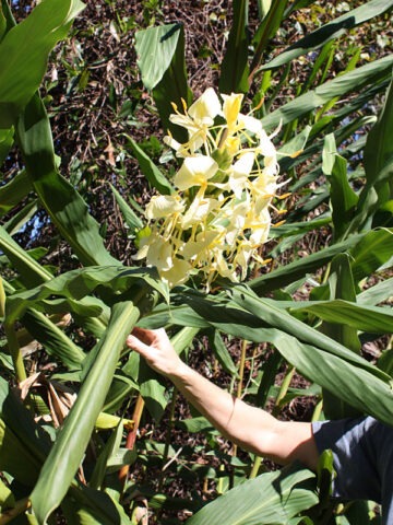 Lg. Limon Gigante Butterfly Ginger Plant (hedychium sp)