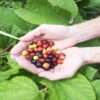 Lg. Phalsa Sherbet Berry Bush (grewia asiatica)