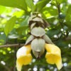 Lg. Parrots Beak Shrub Ching-chai (gmelina philippensis)