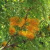 Tropical Silky Oak Tree (grevillea robusta)