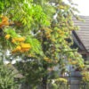 Lg. Tropical Silky Oak Tree (grevillea robusta)