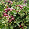 Lg. Red Strawberry Guava Tree (psidium littorale)