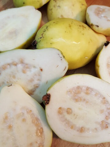 Alternative view of Lg. Mexican Cream Guava Tree (psidium guajava)