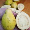 Lg. Mexican Cream Guava Tree (psidium guajava)