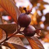 Lg. Malaysian Red Guava Tree (psidium guajava)